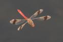 Sympetrum pedemontanum male in flight-2.jpg